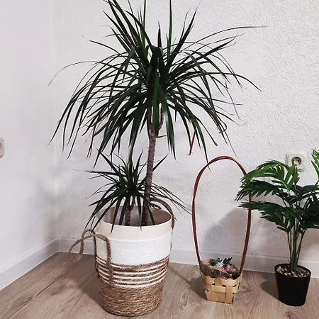 Farah Apartament